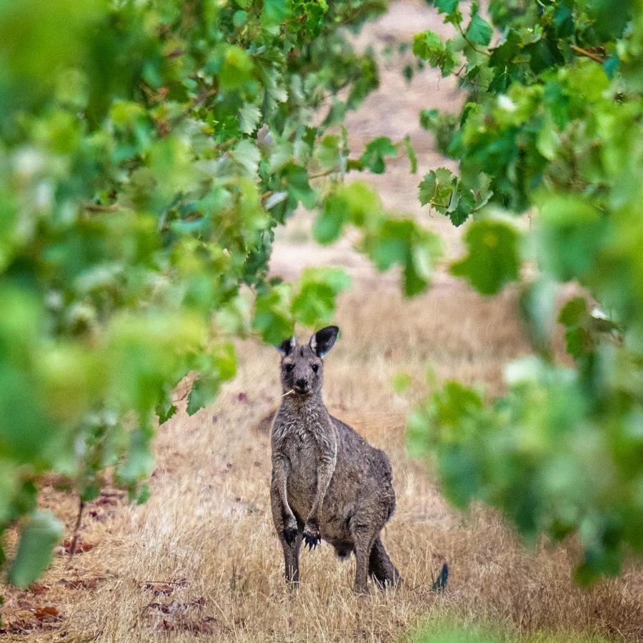 Triple Creek Guest House - Barossa Region Seppeltsfield المظهر الخارجي الصورة
